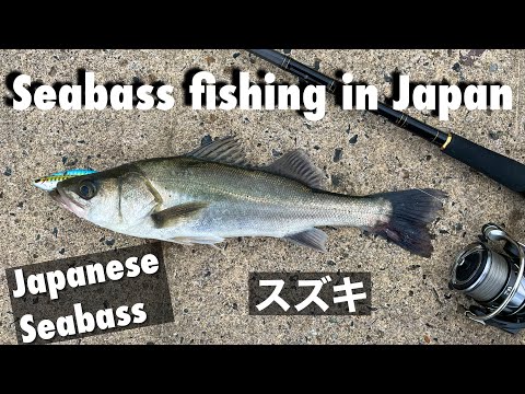 Fishing in Japan for Japanese Seabass シーバス ／ スズキ Light Shore Jigging
