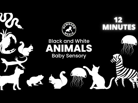 Black and White Baby Sensory | Introduction To Animals | 12 Minute | Newborn Media