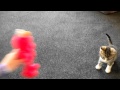 Elmo Meets Tiger