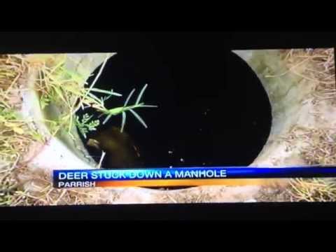 Rescue of white tailed deer trapped in manhole