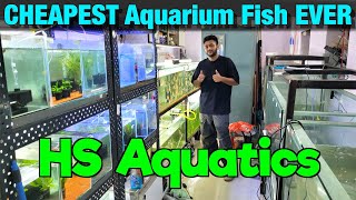 CHEAPEST Aquarium Fish EVER at HS Aquatics I August Discount Offer