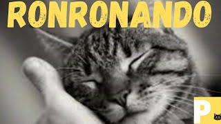 Efeito sonoro-gato ronronando#ronronardegato#gatoronronando#purringcat#cat#gato ronroneando