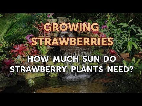 The Best Soil for Strawberry Plants
