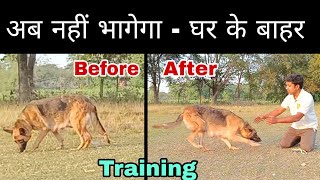 Dog training : Teach dog to stay with you outside home.