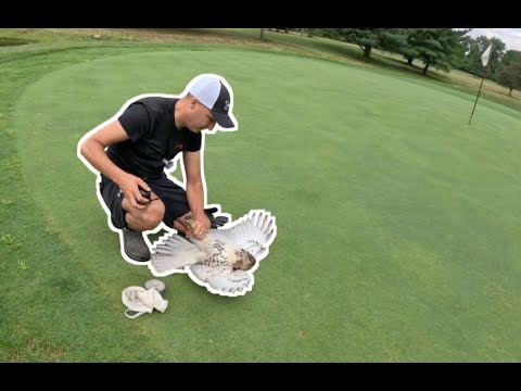 Trapping WILD Red-Tailed Hawks...On a Golf Course?? (This One Had Battle Wounds)