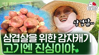 [삼시세끼] 정우성도 삼겹살 앞에선 한낱 일꾼ㅋㅋㅋ 배우들의 폭풍 감자 캐기🥔🔥