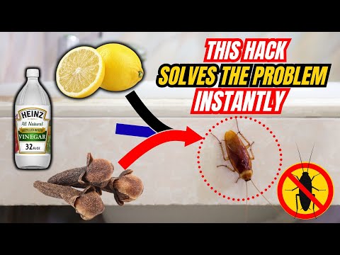 5 Natural Cockroach Repellents That Actually Works