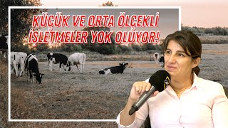 Küçük ve Orta Ölçekli İşletmeler Yok Oluyor!
