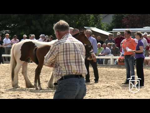Holsteiner Fohlenchampionat 2014 - Nordfriesland - Hengstendring