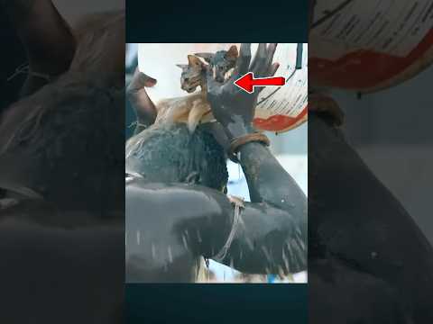 Alakhou akbar mystique reug reug vs boy niang