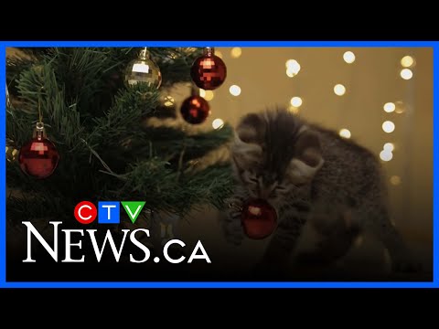 Top gifts for pets this holiday season - YouTube