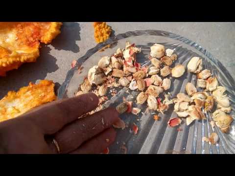 How to Collect Seed from Bitter Gourd