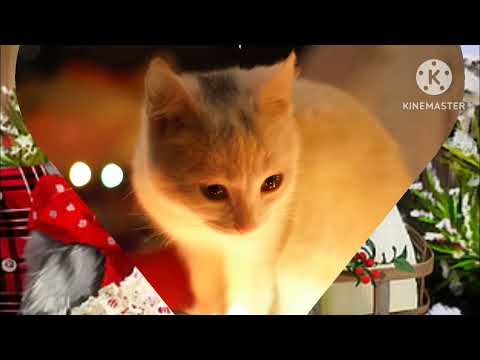 Merry Christmas | sitara videos