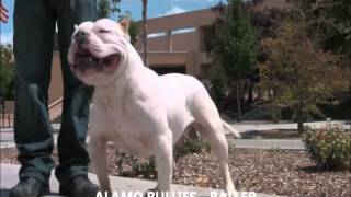 COLORADO BULLY MOVEMENT: SIDESWIPE SYNDICATE