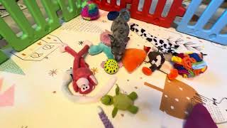 Video preview image #8 Chihuahua Puppy For Sale in CHARLESTON, AR, USA