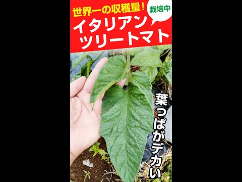 味、収量、耐性の点で最高のトマト品種は何ですか?  庭園