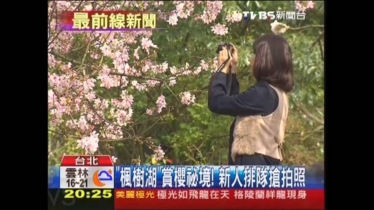 「楓樹湖」賞櫻祕境！　新人排隊搶拍照