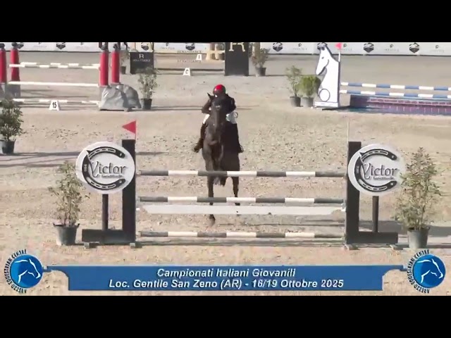 Jument Holsteiner A vendre 2011 Bai