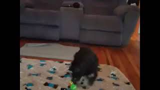 Video preview image #1 Schnauzer (Miniature) Puppy For Sale in CASSVILLE, MO, USA