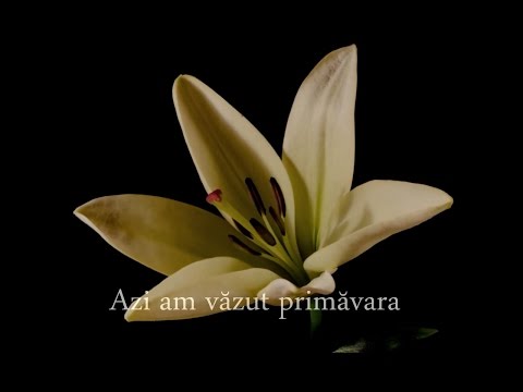 Releveu - Veneai în martie ( Beatu' lu' Shumpy)