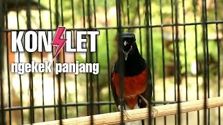 Download lagu MURAI BATU KONSLET ISIAN KENARI SAMBUNG NGEKEK PANJANG mp3