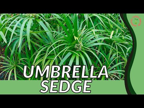 , title : 'UMBRELLA SEDGE Information and Growing Tips! (Cyperus alternifolius)'