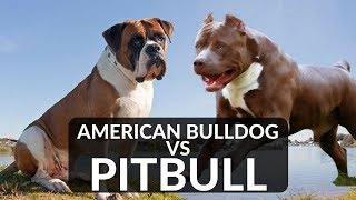 PITBULL vs AMERICAN BULLDOG