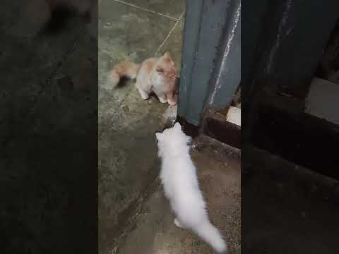 Long Time playing with each other   in Bathroom.. 🐱🐈🐈🐈