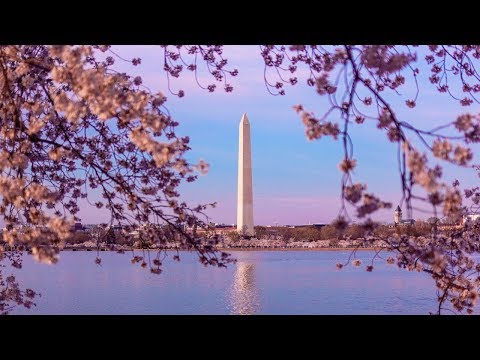 download lagu mp3 mp4 Washington Dc Trees Blossom, download lagu Washington Dc Trees Blossom gratis, unduh video klip Washington Dc Trees Blossom