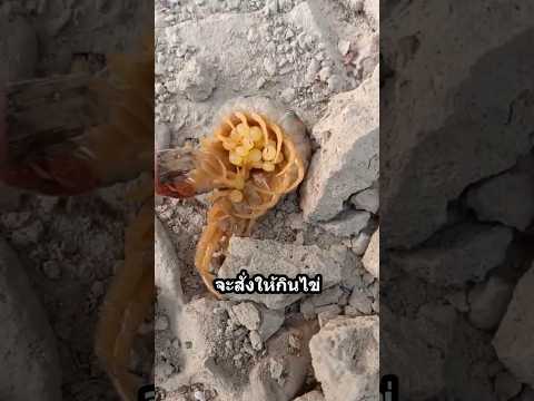 ยอมกินลูกตัวเอง? ความลับแม่ตะขาบที่ไม่มีใครรู้ #ธรรมชาติ #ความรู้ #สัตว์เลี้ยง  #สัตว์เลี้ยง #ตะขาบ