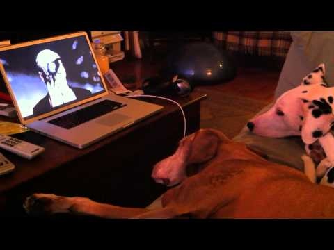 Dogs Judge Cristal's New Video...