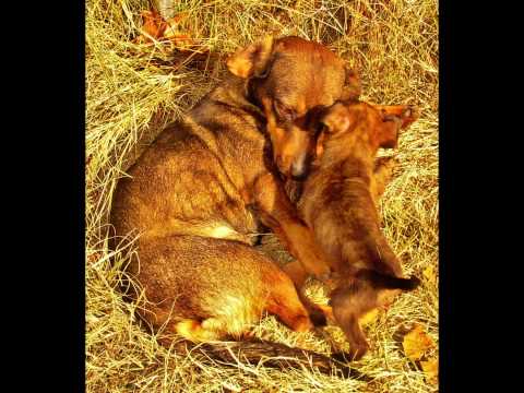 'A Small Measure Of Peace' - Wildwood Castle Petersburg Tennessee