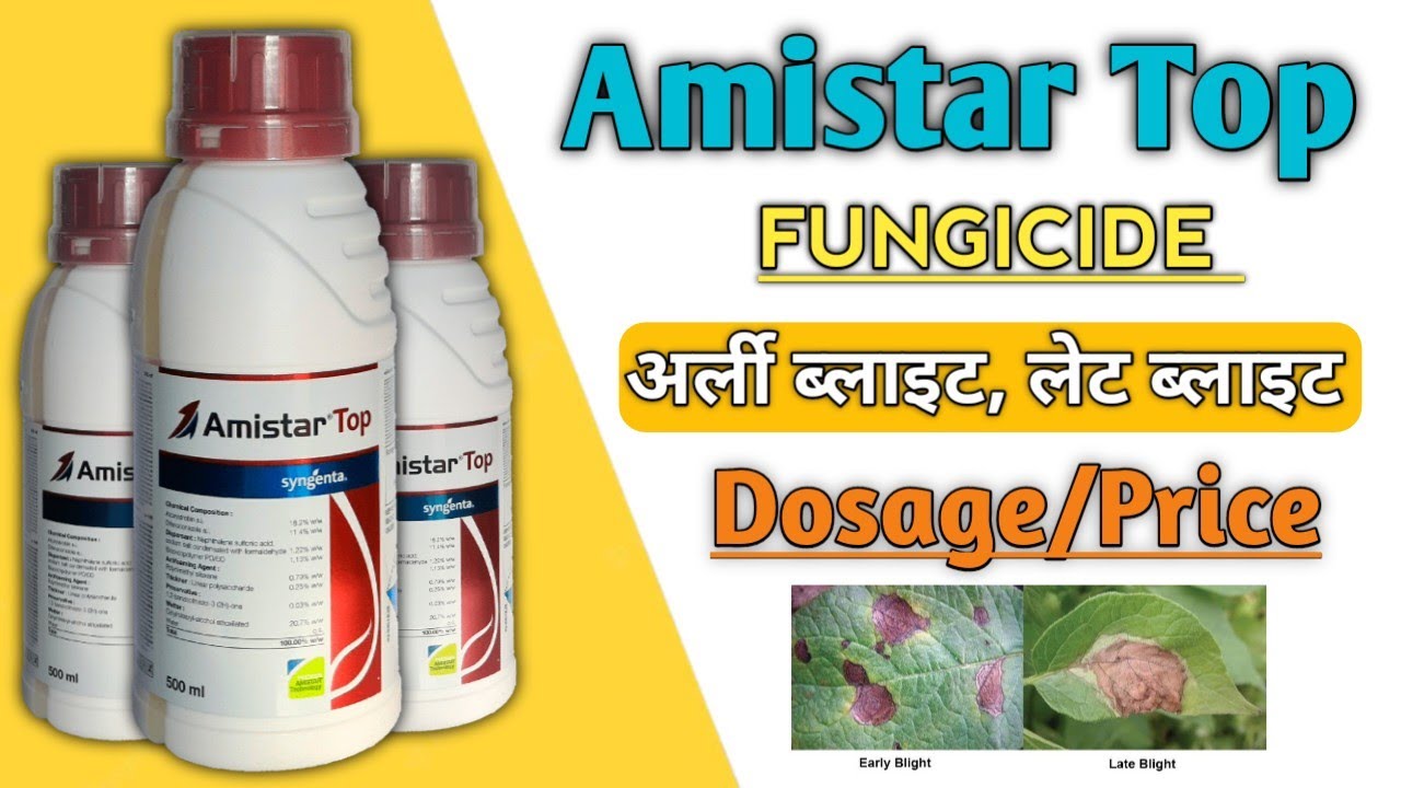 amistar top syngenta | amistar top fungicide | #fungicide #syngenta #amistartop