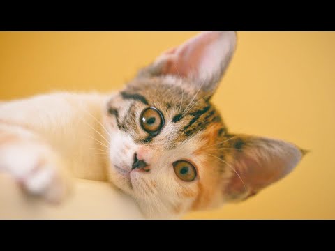 funny cats -Cute cat and baby cats #funny cats #cute cats #baby cats | #Mohit Mrks