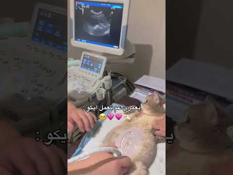 يعني عم تعمل ايكو ❤️🥹/قطط كيوت/ ستوريات بنات/ستوريات انستا/تيك توك/بزونات #اكسبلور #ترند #بزونه#كيوت