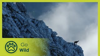 The Roaring Mountains - Go Wild