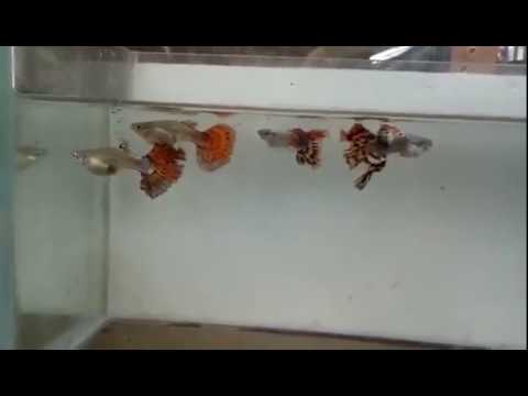 Imported male and female guppy fish 20 varieties available at joes aquaworld mumbai 9833898901