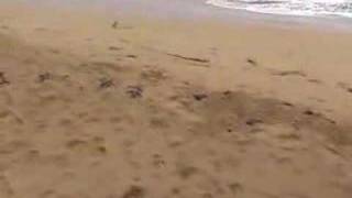 preview picture of video 'Giant Leatherback Turtle Hatching - Bluff Beach Panama'