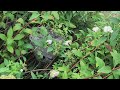 Bushes Hide Bald-Faced Hornets Nest in Jamesburg, NJ