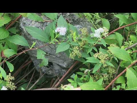 Bushes Hide Bald-Faced Hornets Nest in Jamesburg, NJ