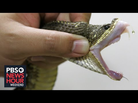 The public health crisis you may not know about: snakebites