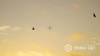Dilley Dove Shotkam