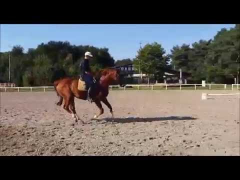 Dressurpferd - Stute Fuchs Hannoveraner von Swarovski - Flower Girl