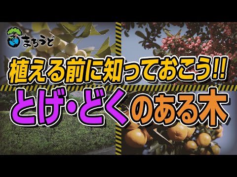 キリストのとげ 植物