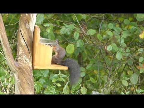 Veverka obecná na krmítku. (Sciurus vulgaris)