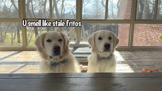 Golden Retriever Pup Tried Green Beans For The First Time