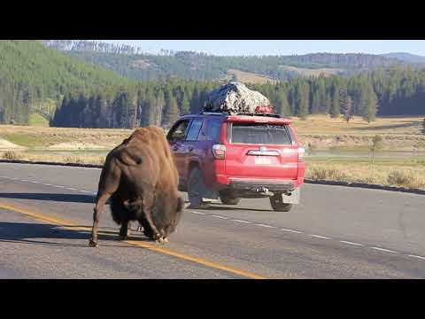 Incredible Yellowstone Bison Battle on the Road