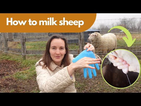 , title : 'How to Milk a Sheep Like a Pro!'