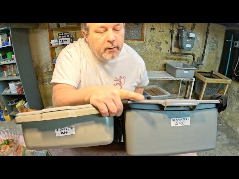 Combatting mites in ANC worm bins with lime - vermicomposting