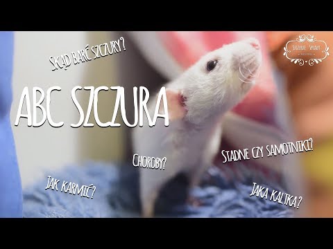 ABC Szczura - czyli co powinieneś wiedzieć zanim zdecydujesz się na szczurki